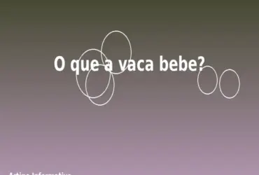 O que a vaca bebe?